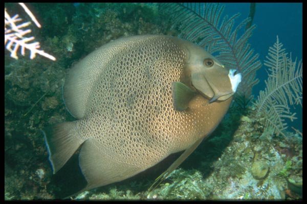 012071 White Mouthed Brown Spotted Fish A4 Photo Print