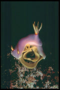 012072 Purple Sea Animal Close Up  A4 Photo Print