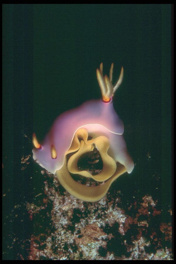 012072 Purple Sea Animal Close Up  A4 Photo Print