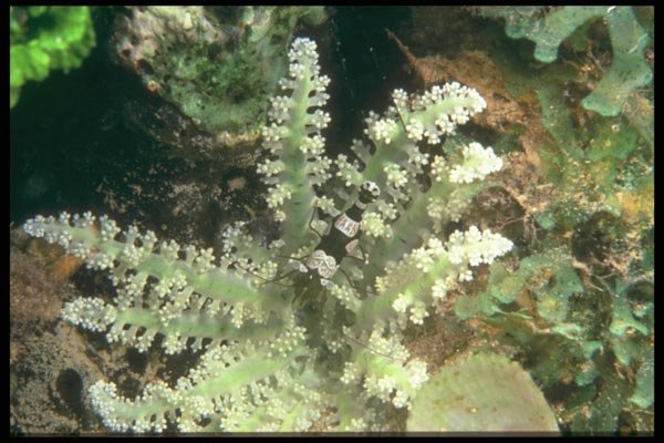 012073 White And Green Soft Coral A4 Photo Print
