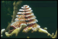 012074 Spiral Anemone A4 Photo Print