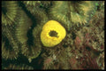 012076 Yellow Sponge On Coral A4 Photo Print