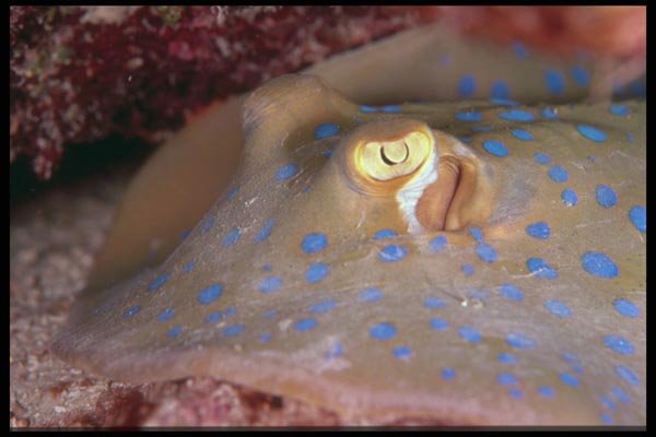 012077 Blue Spotted Fish A4 Photo Print