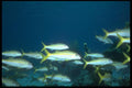 012078 School Of Yellow Tailed Fish A4 Photo Print