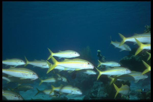 012078 School Of Yellow Tailed Fish A4 Photo Print