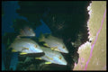 012079 Grey Fish And Yellow Coral A4 Photo Print