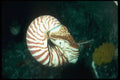 012080 Chambered Nautilus A4 Photo Print
