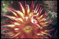 012081 Pink Sea Anemone A4 Photo Print