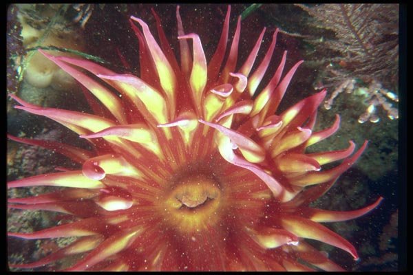 012081 Pink Sea Anemone A4 Photo Print