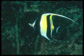 012082 Red And Black Angel Fish A4 Photo Print