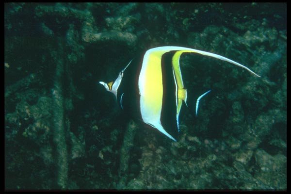 012082 Red And Black Angel Fish A4 Photo Print