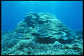 012083 Large Coral Mound A4 Photo Print