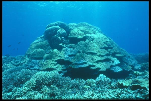 012083 Large Coral Mound A4 Photo Print