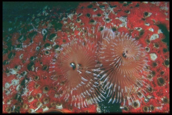 012084 Pink Spiral Anemone A4 Photo Print