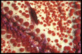 012085 Shrimp Cleaning Coral A4 Photo Print