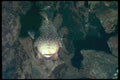 012086 Puffer Fish A4 Photo Print