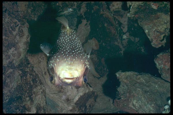 012086 Puffer Fish A4 Photo Print