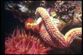 012087 Starfish And Sea Anemone A4 Photo Print