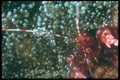 012088 Shrimp Close Up  A4 Photo Print