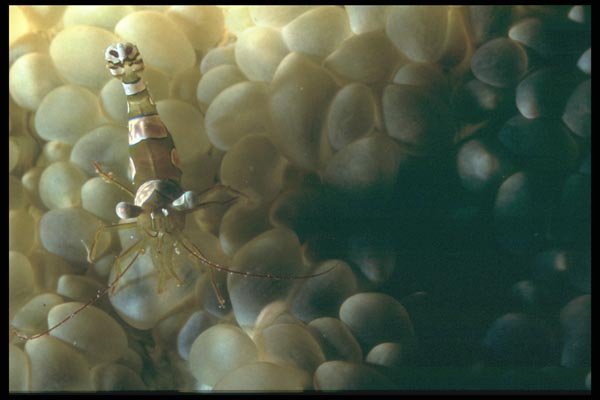 012089 Shrimp On Anemone A4 Photo Print