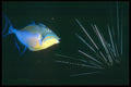 012090 Trigger Fish And Urchin A4 Photo Print