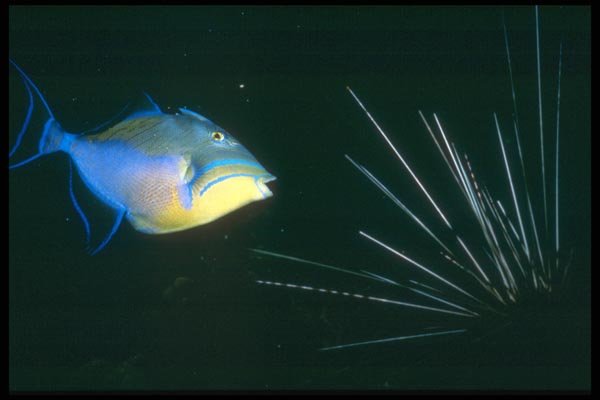 012090 Trigger Fish And Urchin A4 Photo Print