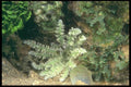 012091 Light Green Soft Coral A4 Photo Print
