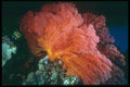 012092 Orange And Red Sea Fan A4 Photo Print