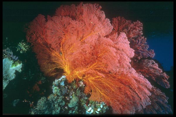 012092 Orange And Red Sea Fan A4 Photo Print