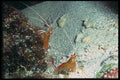 012093 Two Shrimp On Rock A4 Photo Print