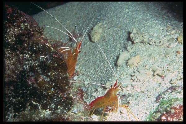 012093 Two Shrimp On Rock A4 Photo Print