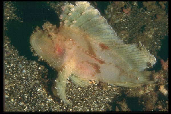 012094 Pink And Grey Fish A4 Photo Print