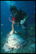012095 Diver Stroking A Grouper Fish A4 Photo Print