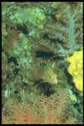 012096 Camouflaged Fish In Green Hole A4 Photo Print