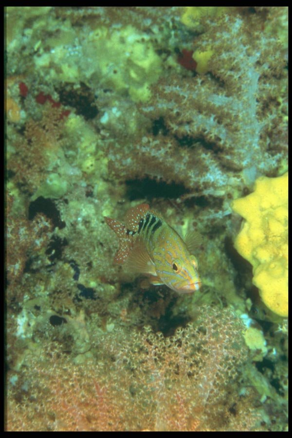 012096 Camouflaged Fish In Green Hole A4 Photo Print