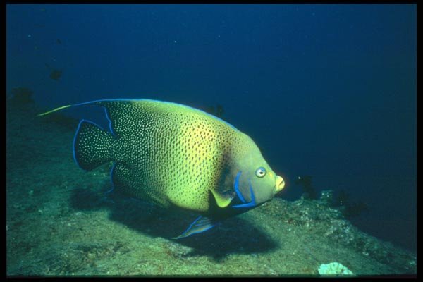 012097 Yellow And Blue Angelfish A4 Photo Print