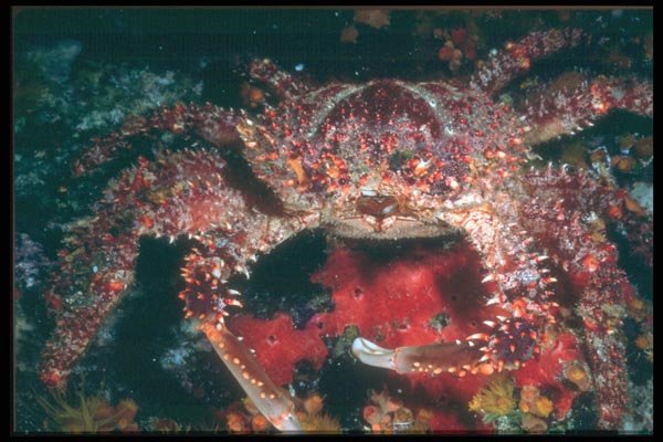 012098 Coral Crab A4 Photo Print