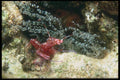 012099 Red Shrimp A4 Photo Print