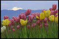 013000 Pink And Yellow Tulips Mixed A4 Photo Print