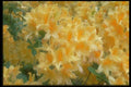 013001 Golden Throated Yellow Azaleas A4 Photo Print