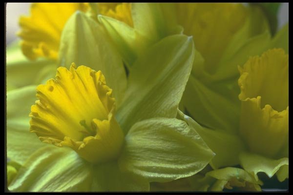 013002 Daffodils Close Up  A4 Photo Print