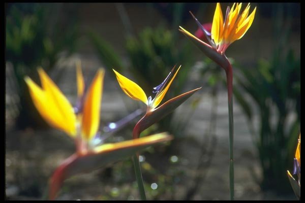 013003 Bird Of Paradise A4 Photo Print