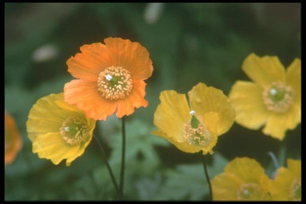 013004 Yellow And Orange Poppies A4 Photo Print