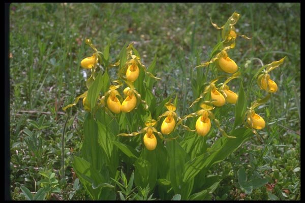 013005 Yellow Ladyslipper Orchid A4 Photo Print