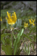 013006 Yellow Wild Lily A4 Photo Print