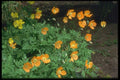 013007 Orange Poppies A4 Photo Print