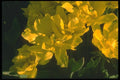 013008 Double flowered Tulips A4 Photo Print