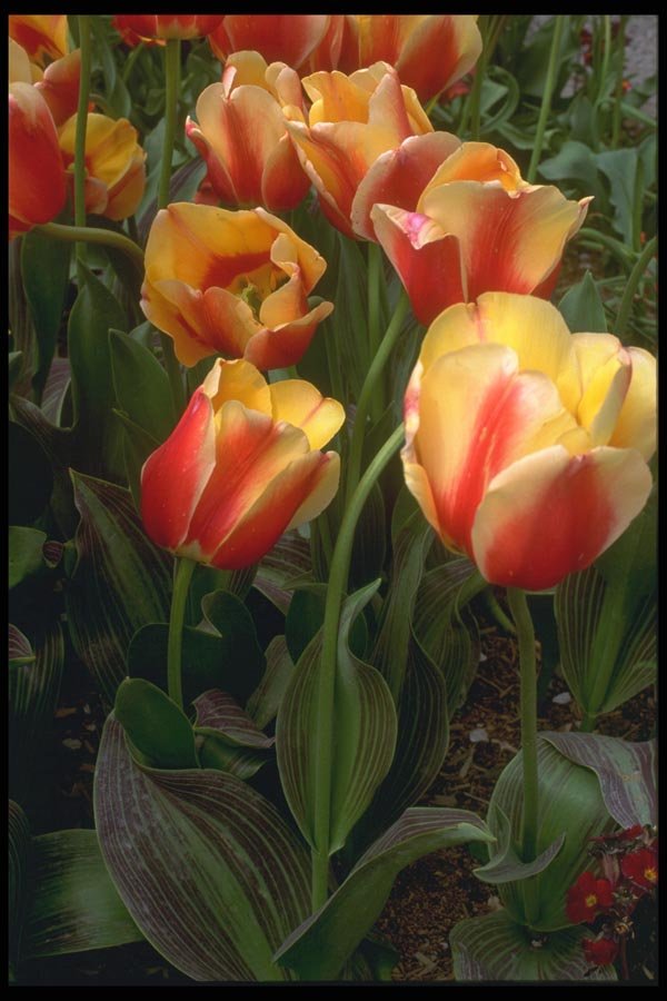 013009 Yellow With Red Tulips A4 Photo Print