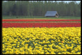 013010 Yellow And Red Tulip Farm A4 Photo Print