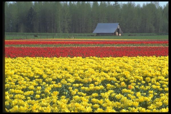 013010 Yellow And Red Tulip Farm A4 Photo Print